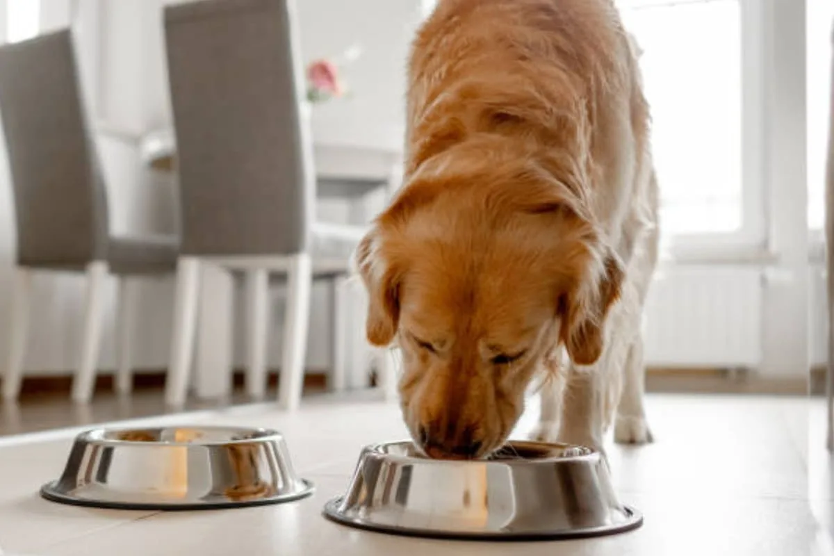 Horarios fijos para alimentar a tu perro: qué recomiendan los veterinarios