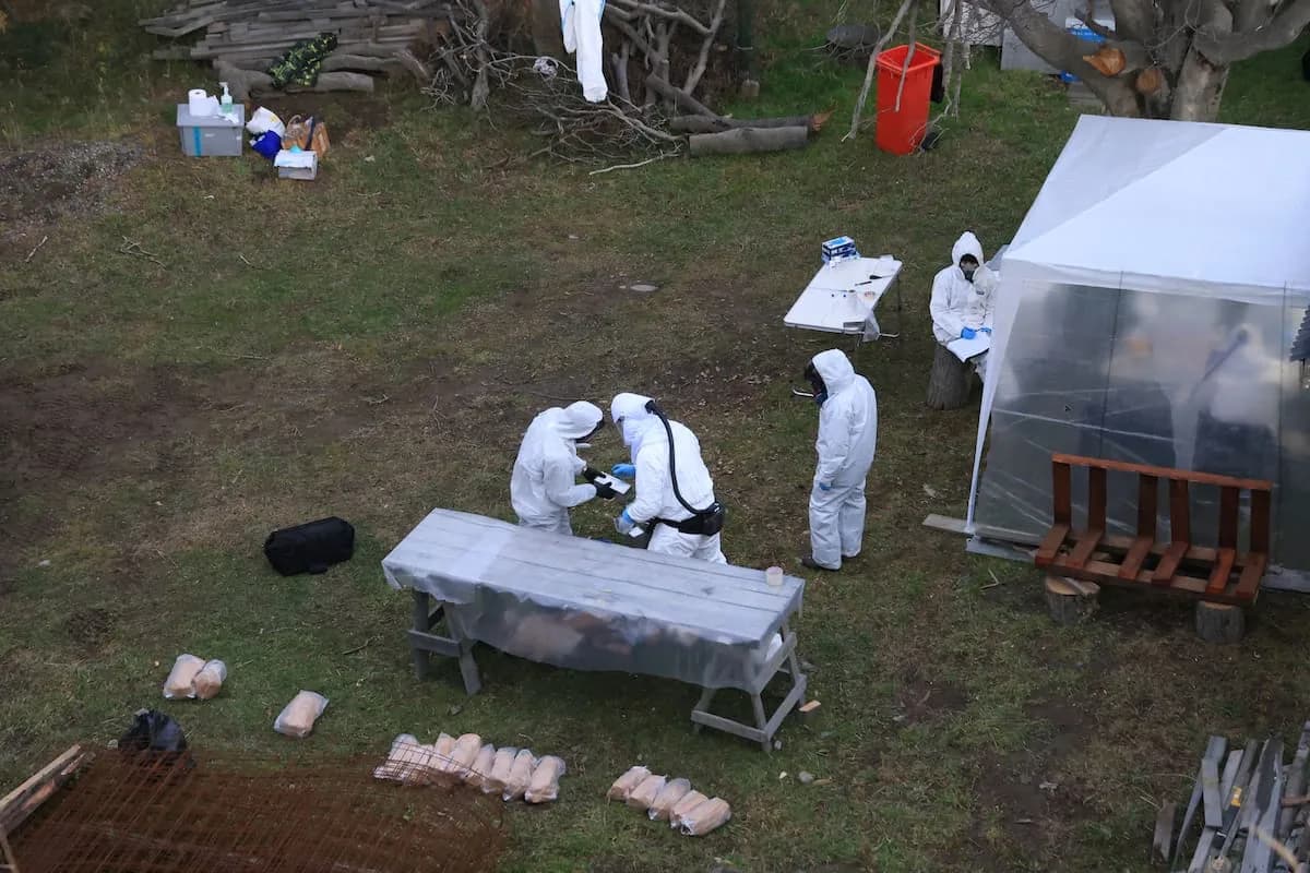 Hantavirus en Ushuaia: el Malbrán finalizó la búsqueda sin encontrar el ratón clave