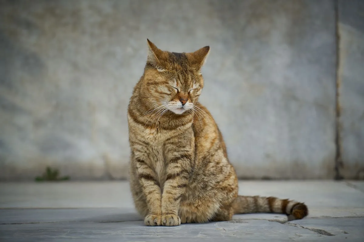 Señales que dan los gatos en sus últimos días de vida
