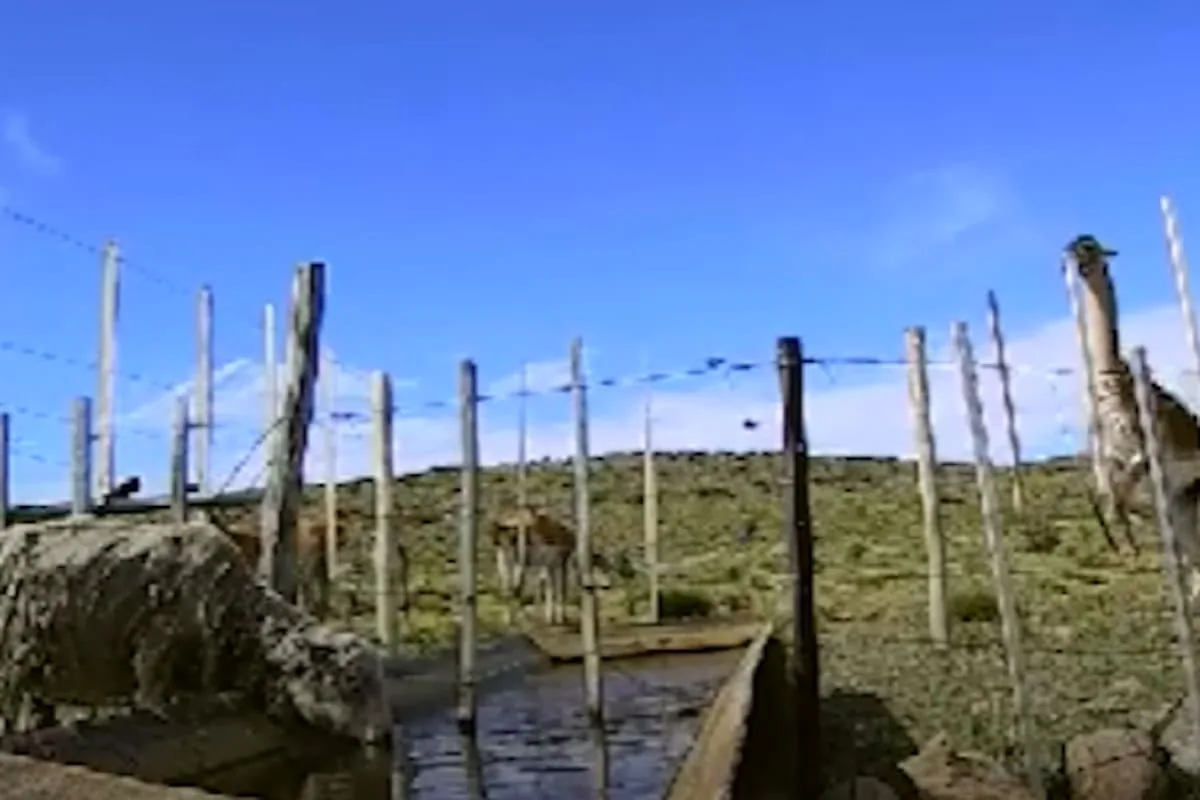El INTA diseñó barreras para que los guanacos no accedan al agua de las ovejas