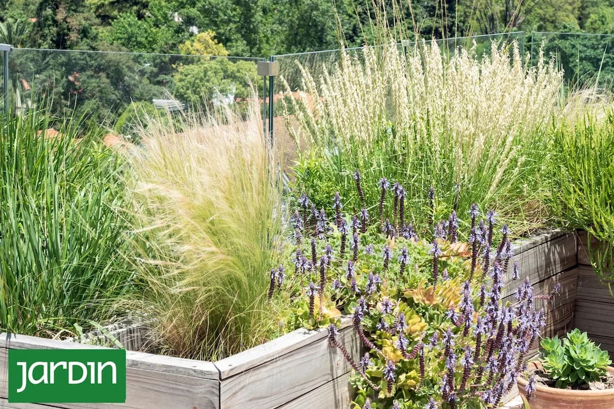 Plantas resilientes: el camino hacia jardines más fuertes y fáciles de mantener