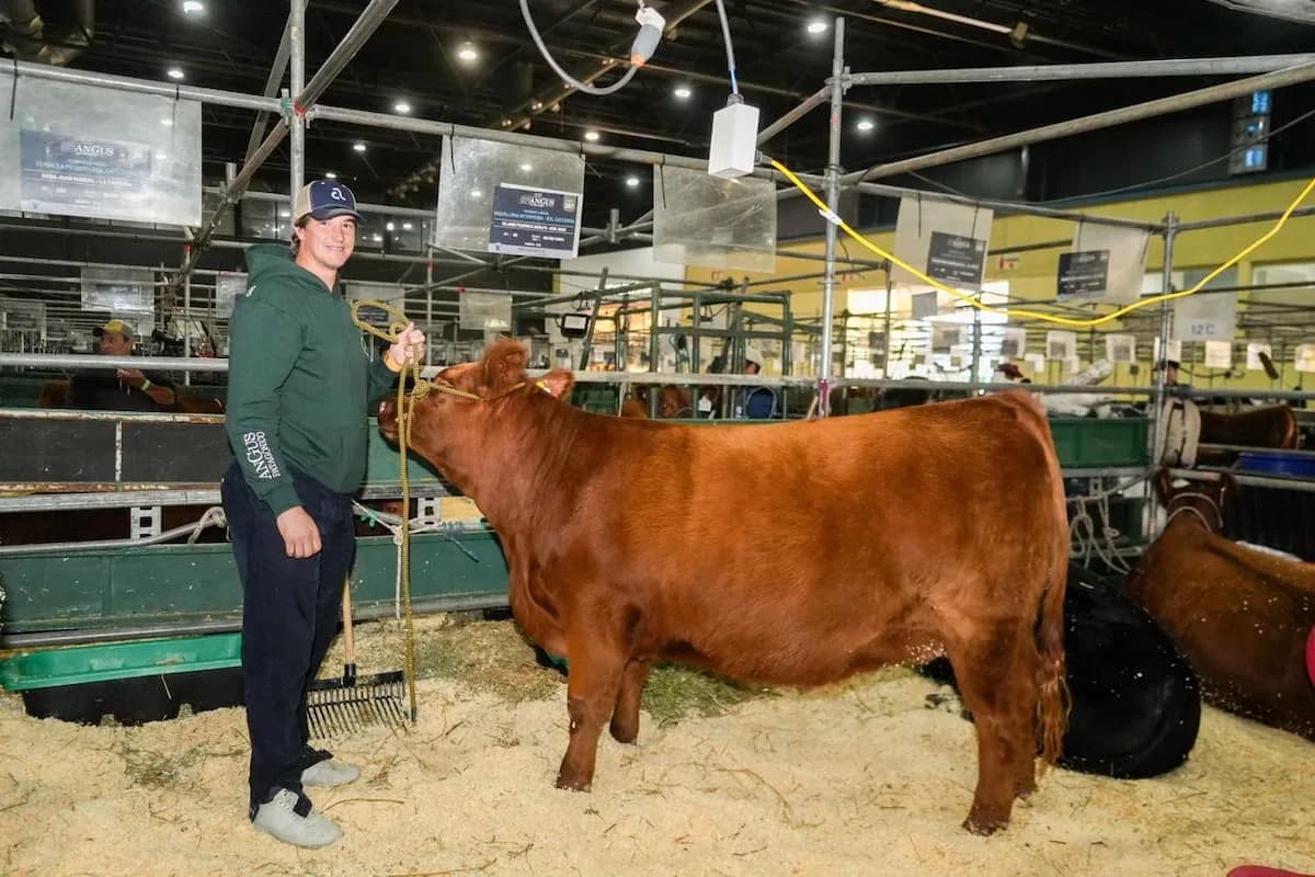 Productores de Río Negro compiten en ExpoAngus de Otoño con genética patagónica