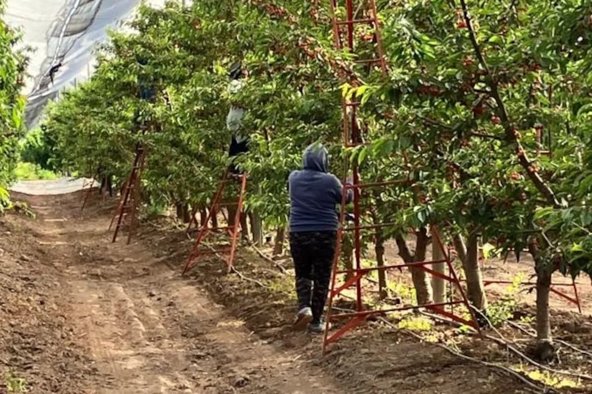 Mendoza abandona el vino: más del 10% de productores se reconvierte a otros cultivos