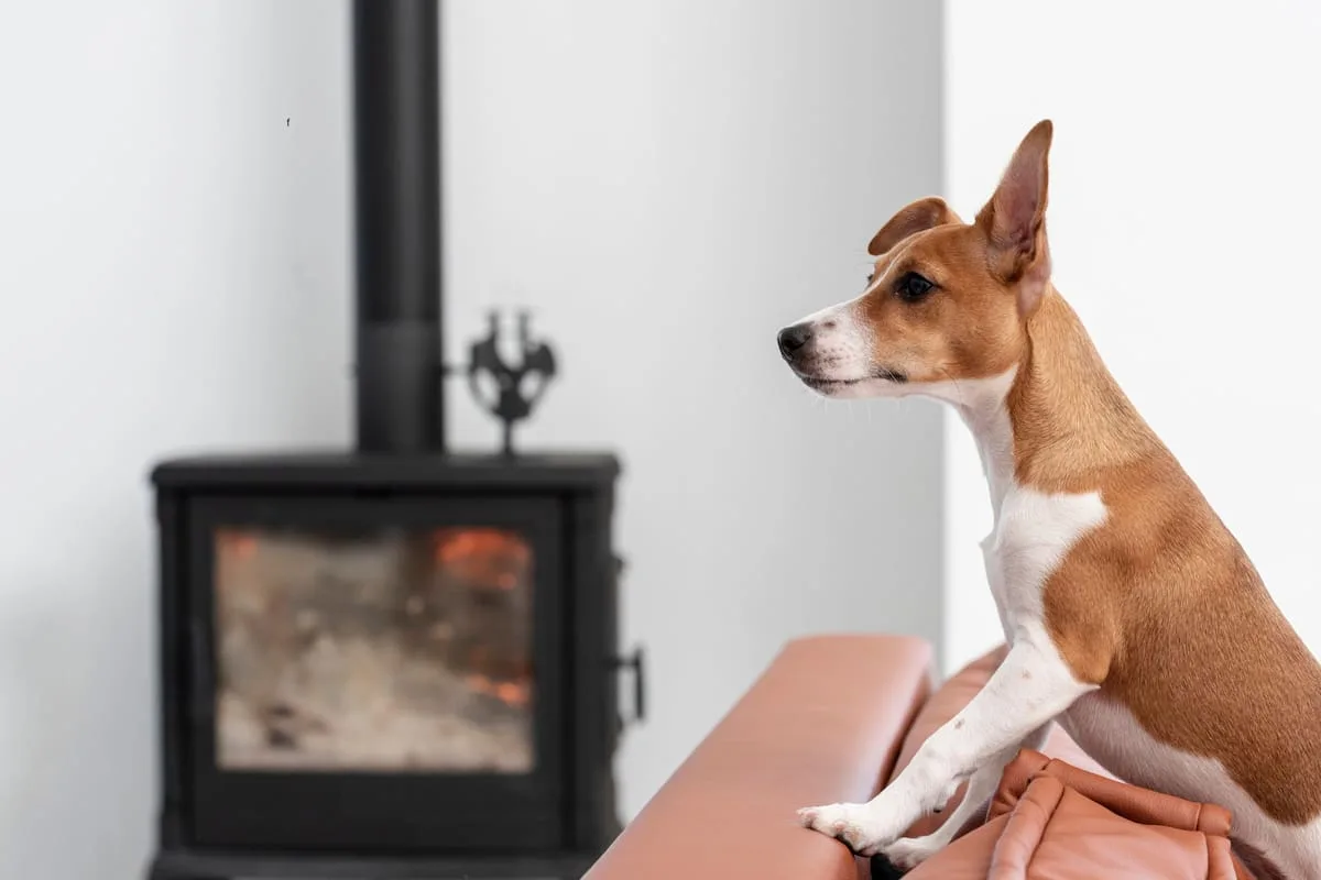Por qué tu perro se queda mirando un punto fijo: qué significa