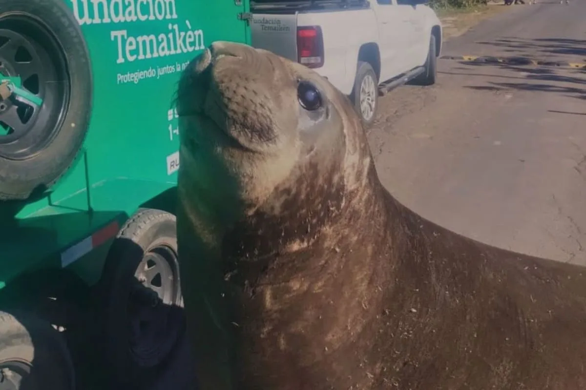 Rescataron y liberaron al elefante marino que apareció en Ensenada