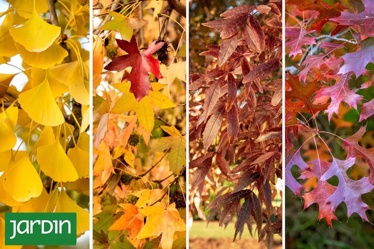 Cinco árboles que explotan de color cuando el otoño llega al jardín