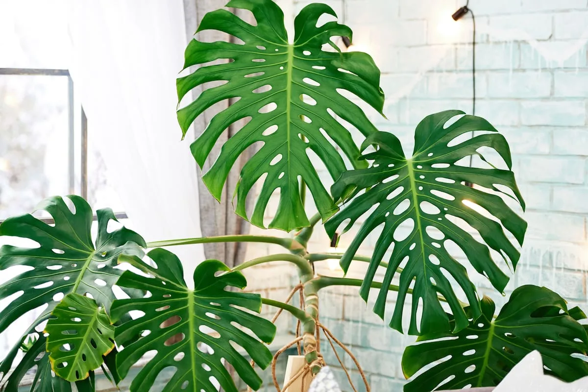 Cuatro plantas de interior que crecen sin tierra, solo en agua