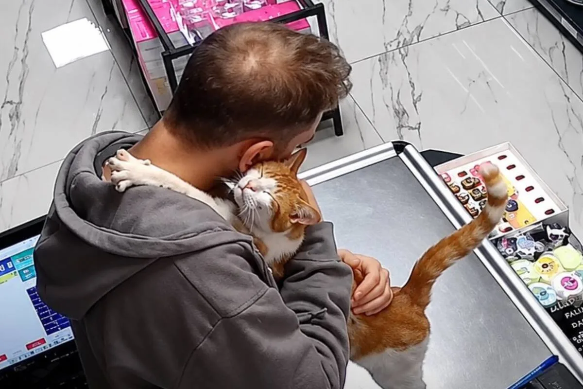 Un gato callejero visita cada mañana a un comerciante turco: la historia que conmueve a millones