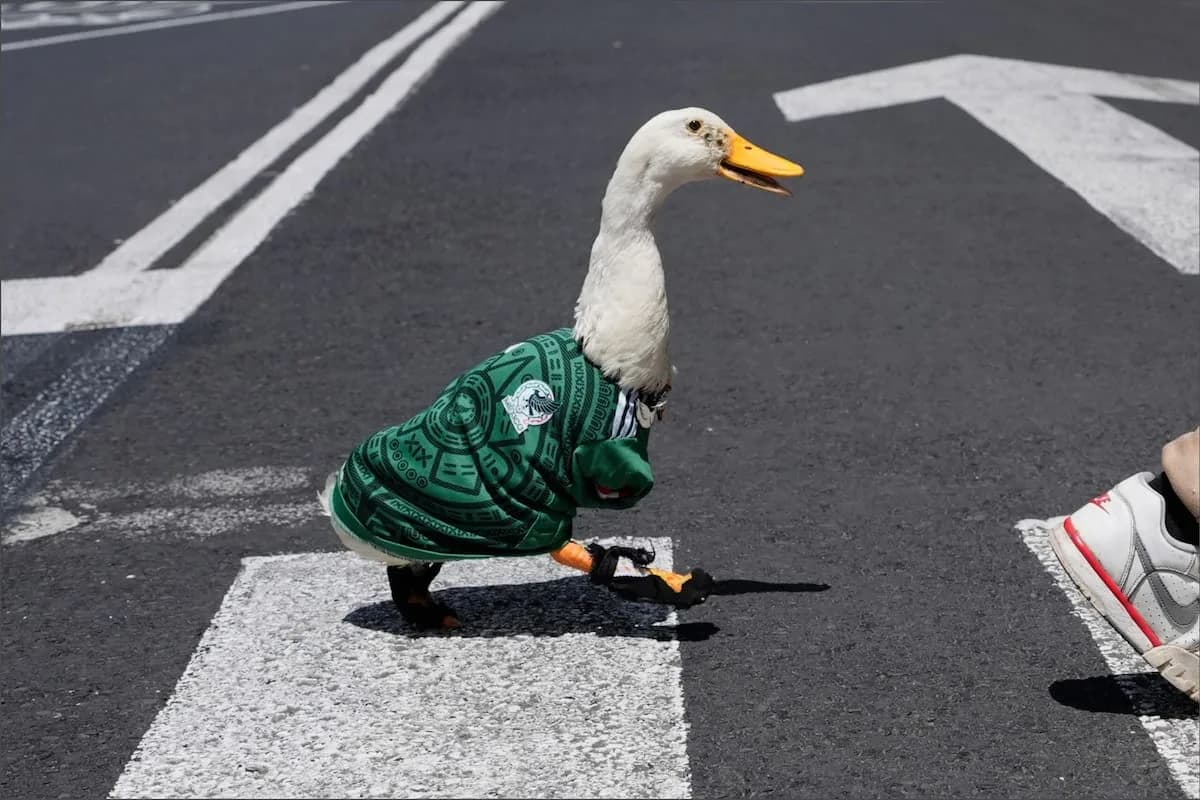 Merlín, el pato que conquistó el Mundial 2026 y se convirtió en amuleto de México
