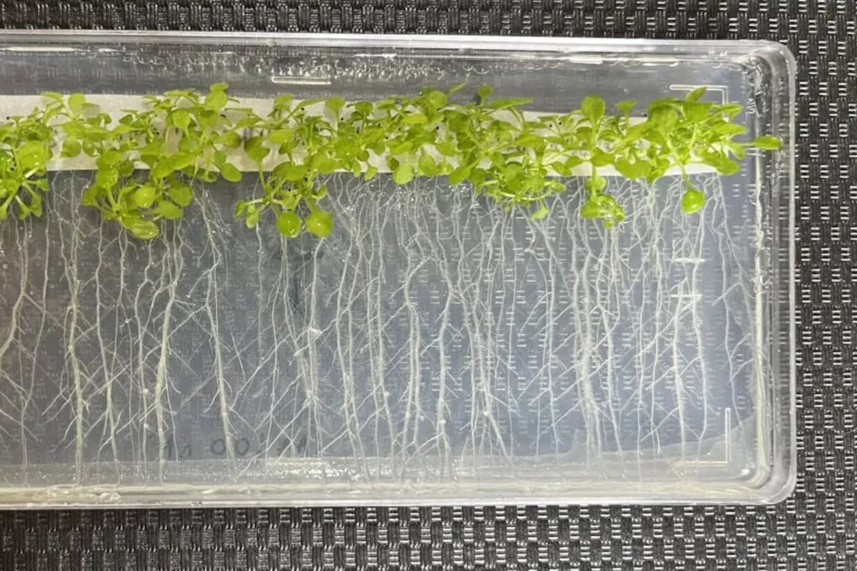 Científicos argentinos descubren cómo las plantas adaptan sus raíces al calor