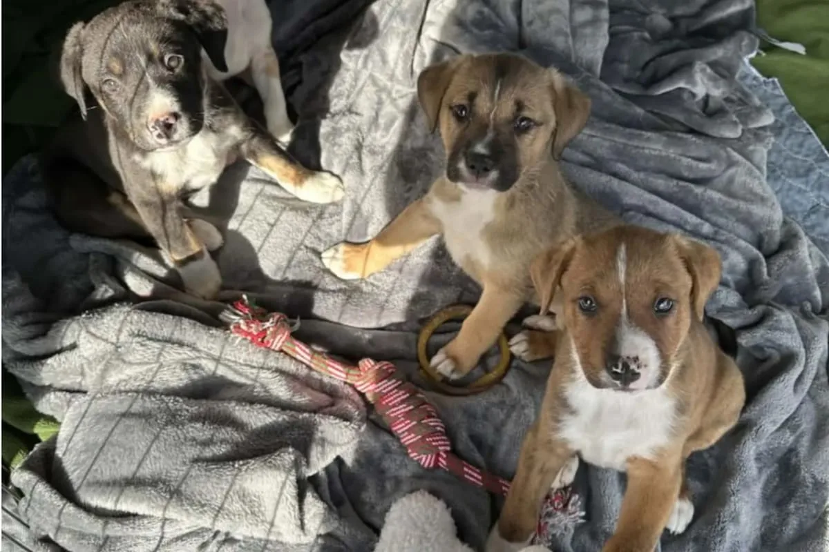 Rescataron a una perra y nueve cachorros atrapados en el desierto de California